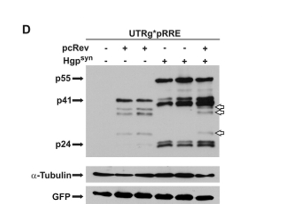 Western Blot using Alpha Tubulin